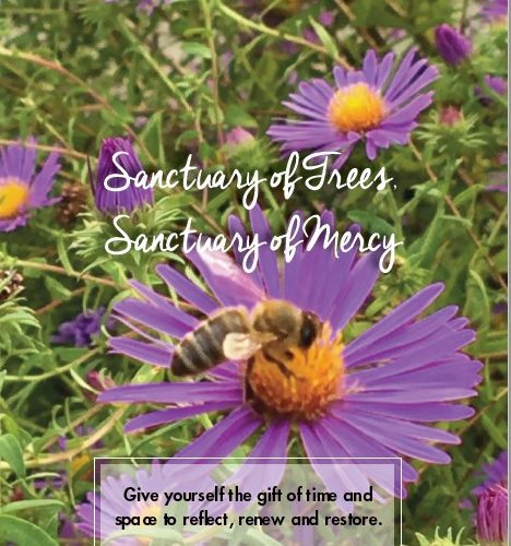 A bee on purple flower with text that reads sanctuary of trees, sanctuary of mercy.