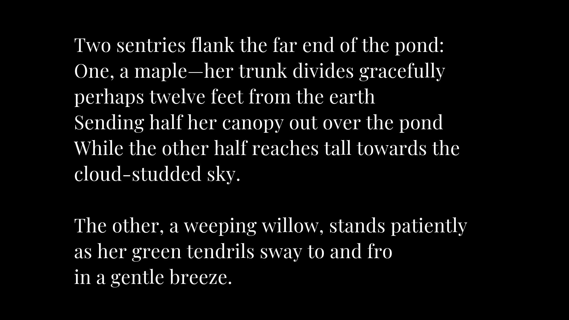 A picture of the poem, " a weeping willow."