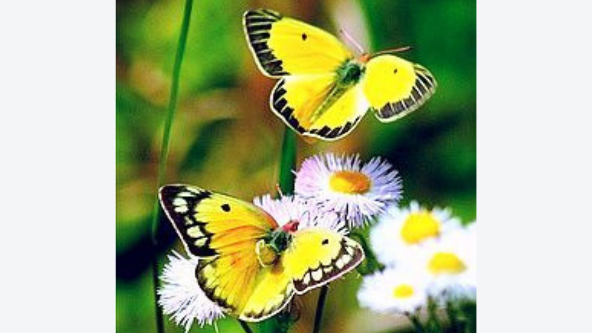 Two yellow butterflies are flying over a flower.