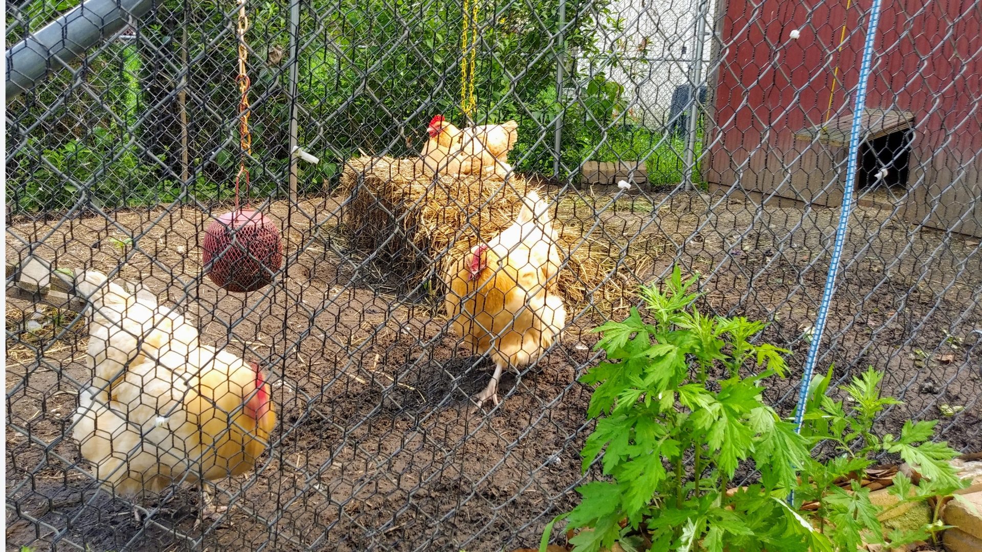 A chicken is standing in the dirt behind a fence.