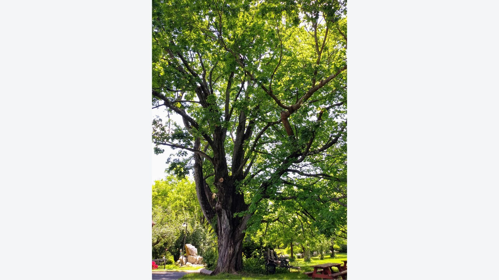 A large tree with green leaves in the middle of a park.