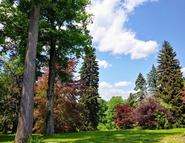 A park with trees and grass in the foreground.