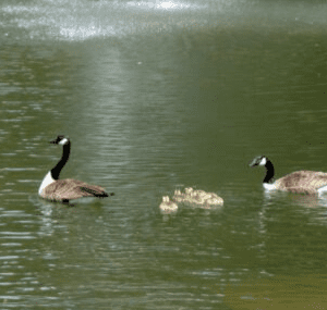 Two geese and a baby goose swimming in the water.