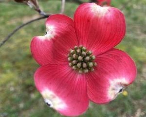 A close up of the flower of a dogwood tree.