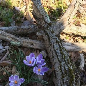 A group of flowers sitting on the ground next to a tree.