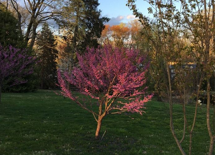 A tree with pink flowers in the middle of a yard.