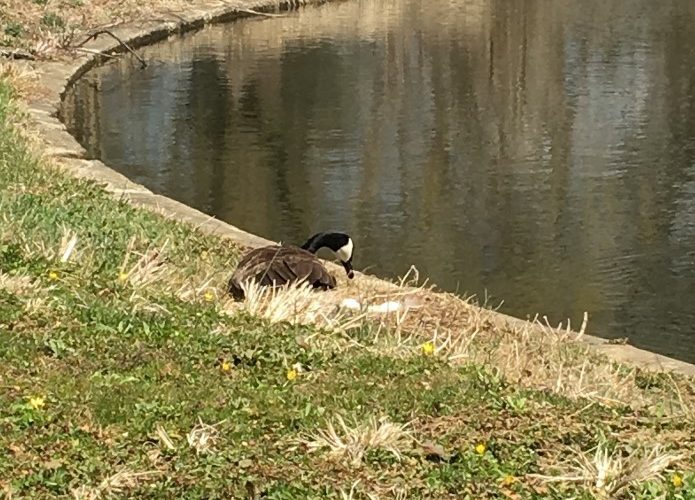 A duck sitting on the grass near a pond.
