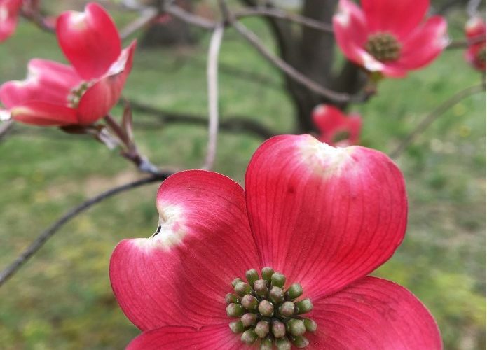 A close up of the flower of a tree
