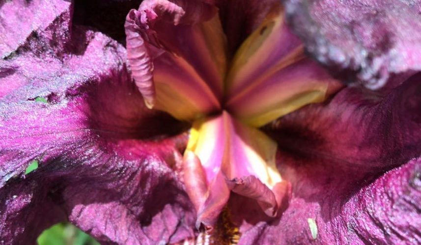 A close up of the flower of an iris.