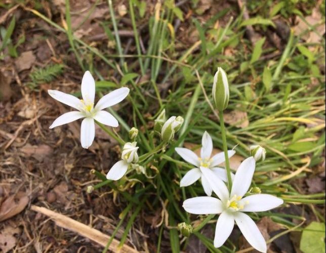 A group of white flowers growing in the grass.