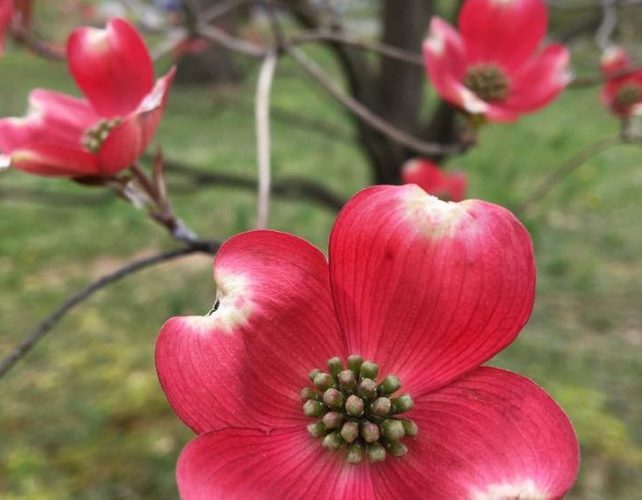 A close up of some red flowers in the grass.