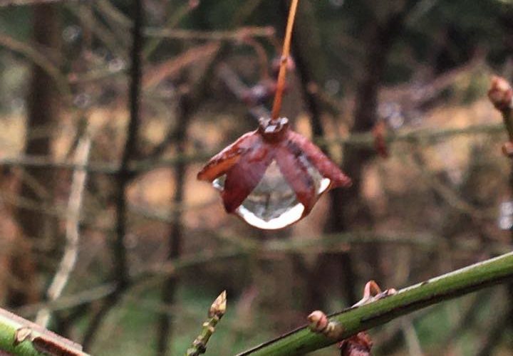 A close up of a flower on a tree branch