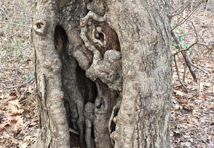 A tree with branches growing out of it