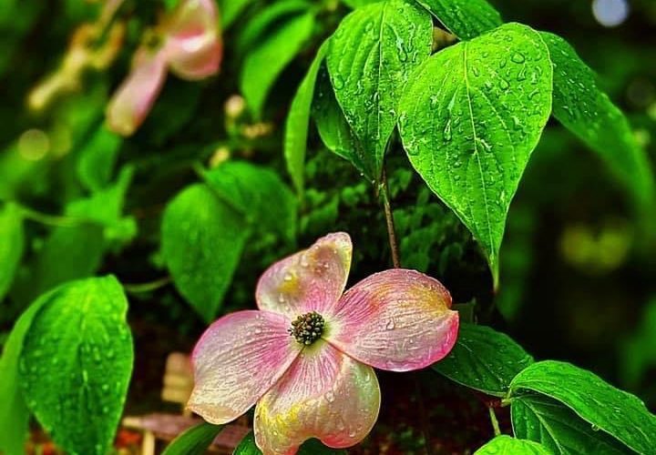 A pink flower is growing on the side of a tree.