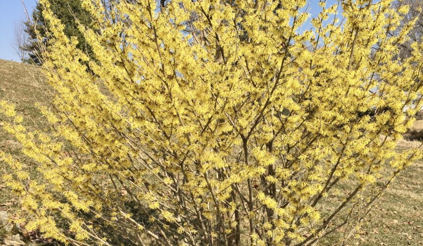 A tree with yellow flowers in the middle of it.