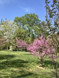 Cranaleith trees burst with spring color--bright pink blossoms and light green leaves.