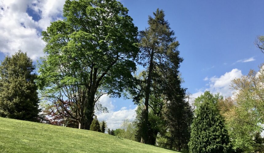 A green field with trees and clouds in the sky.