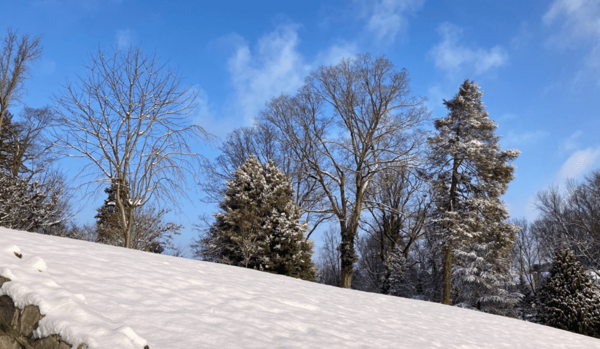 A snowy hill with trees in the background