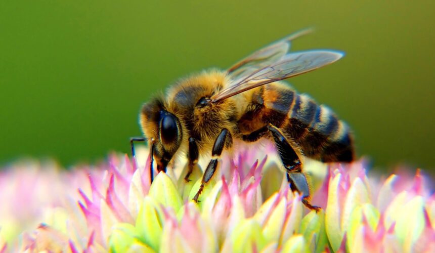 A bee is sitting on the flower of a plant.