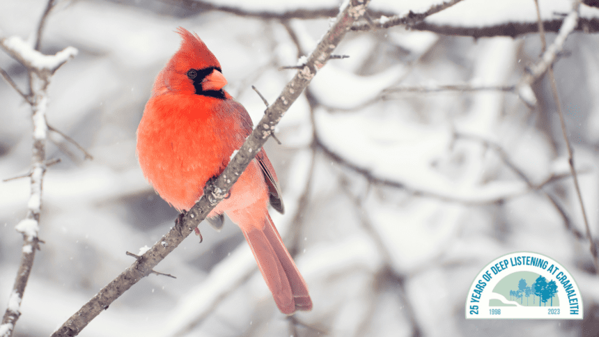 A red bird sitting on top of a tree branch.