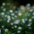 A close-up of small white daisies with yellow centers in a lush green field, slightly blurred background, with a 25th-anniversary logo in the corner.