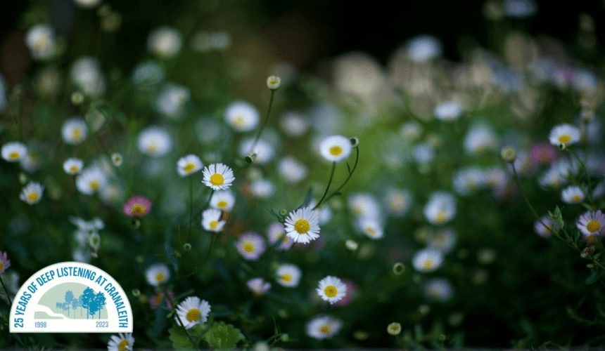 A close-up of small white daisies with yellow centers in a lush green field, slightly blurred background, with a 25th-anniversary logo in the corner.
