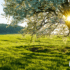 Sunlight streaming through a blossoming tree in a vibrant green field with clear skies and a forestry backdrop.