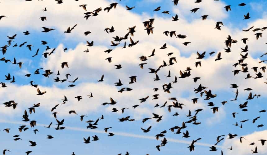 Birds flying in a flock with clouds behind them.