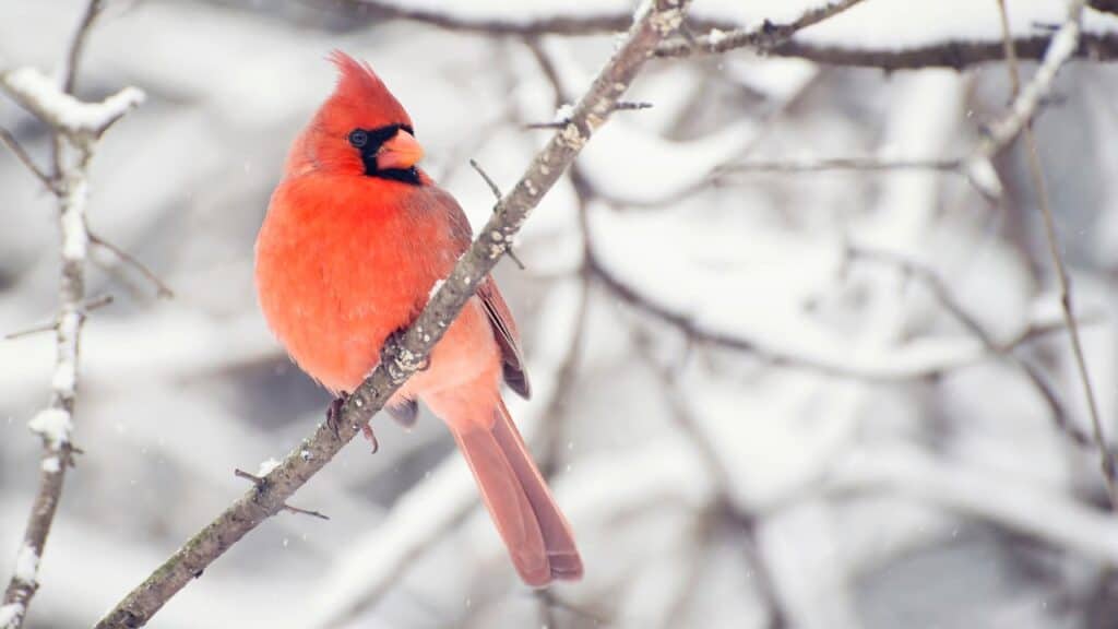 A Cardinal sitting on the branch of a snowy tree.