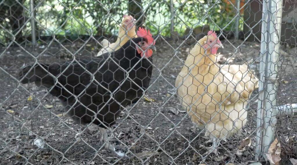 Cranaleith's chickens in their coop.