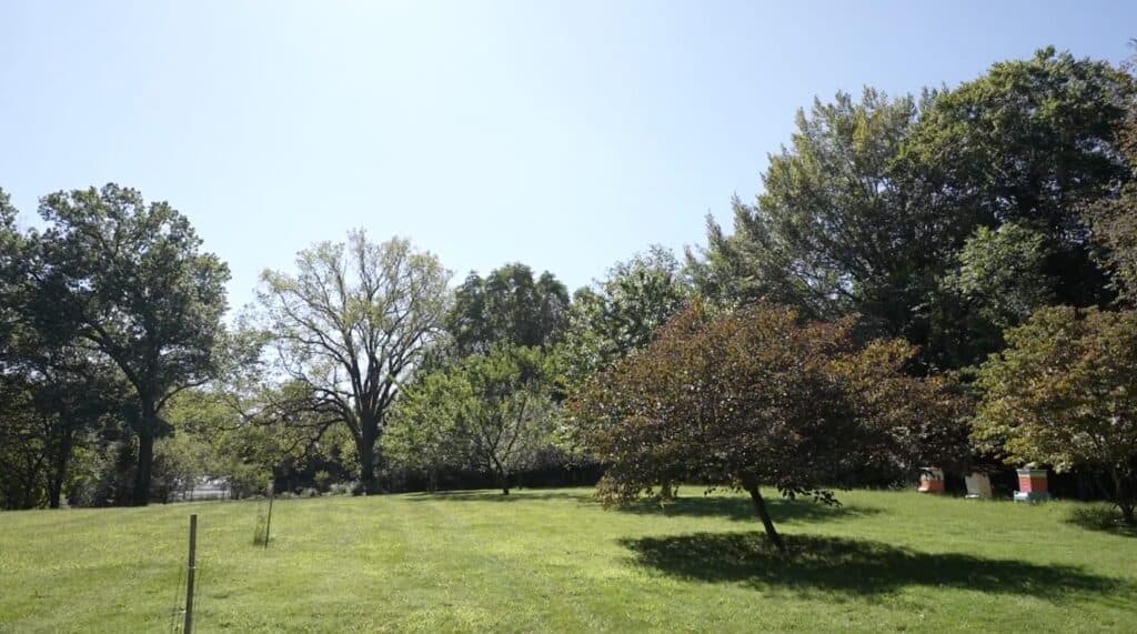 Cranaleith's trees and open grass area.