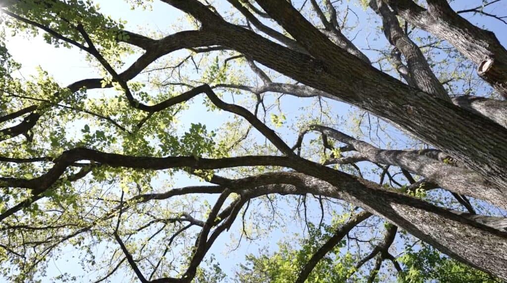 Zoomed in photo of a large tree, showing its branches.