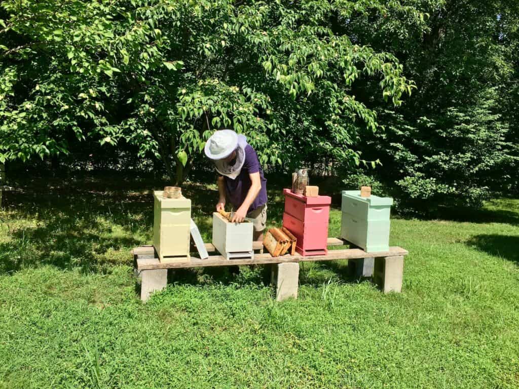 Beekeper demonstrating how to handle bees.