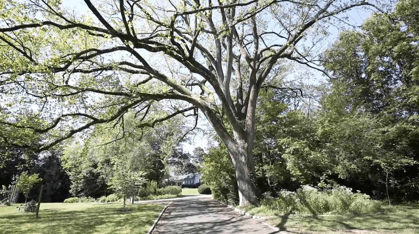 Cranaleith's large tree and entrance.