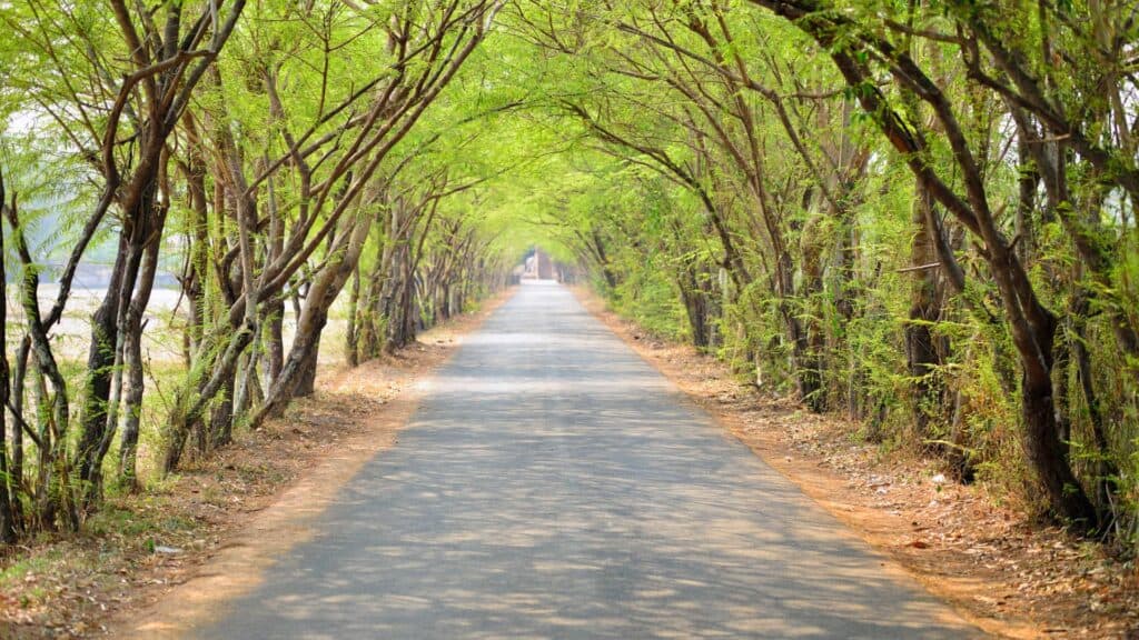 A straight road with trees on both sides.