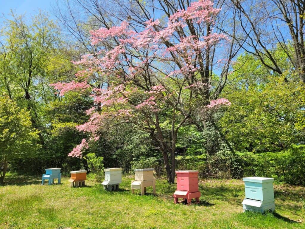 Apiary and pink tree.